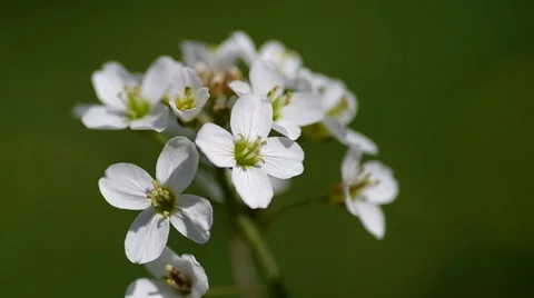 White wild flowers Stock Footage 50426183