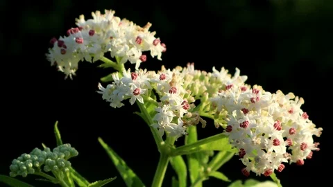 White wild flowers Video stock 111967991