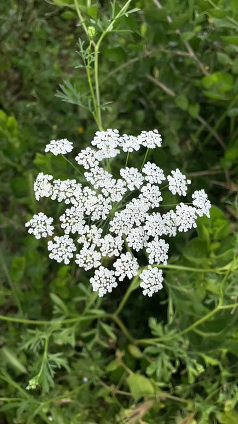 White Wild flowers Stock Footage 333581679
