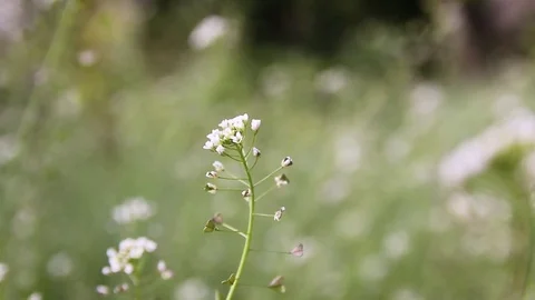 White wild flowers in the forest, rack focus Stock-Footage 75234540