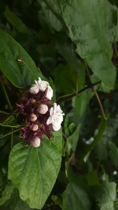 White Wild Flowers with Rain Drops After Rainfall in Natural Green Forest Stock Footage 337050123