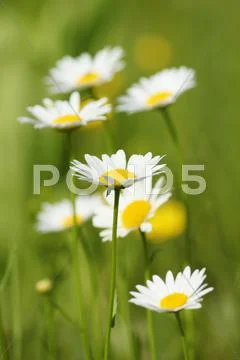 White wild flowers spring scene.JPG Stock Photos
