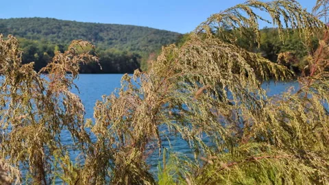 White Wild Grass Swaying in Wind Nature Mountains Lake Background. Wild Gra.. Stock Footage 320326217