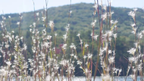 White Wild Grass Swaying in Wind Nature Mountains Lake Background. Wild Gra.. Stock Footage 320326738