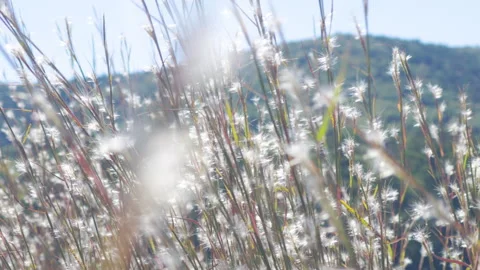 White Wild Grass Swaying in Wind Nature Mountains Lake Background. Wild Gra.. Видео 333919616
