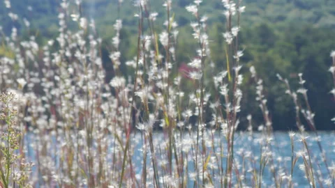 White Wild Grass Swaying in Wind Nature Mountains Lake Background. Wild Gra.. Stockbeeldmateriaal 333919639
