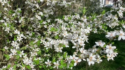 White wild plums close Stock Footage 204948174