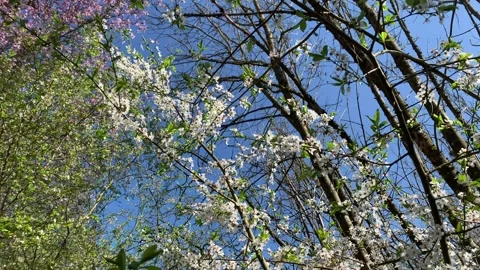 White wild plums flowering Stock Footage 202200397