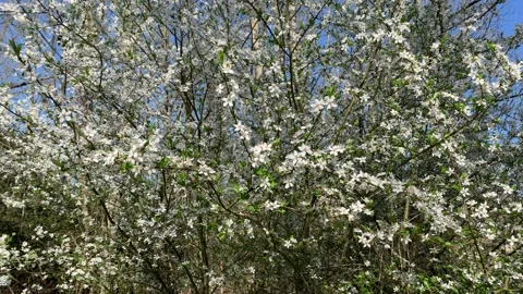 White wild plums Stock Footage 204948091