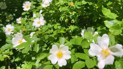 White wild rose flowers bloom beautifully on a green bush in summer. Stock Footage 339086572
