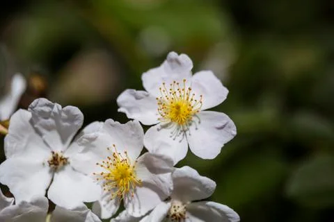 White wild roses Stock-Fotos