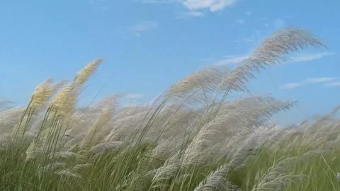 White Wild sugarcane in nature with blue sky landscape Stock Footage 314403439