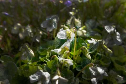 White wild violets in the forest. Spring flowers. Stock Photos