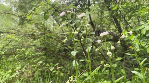 White Wildflower Close-Up With a Forest Background. Stock Footage 239670650