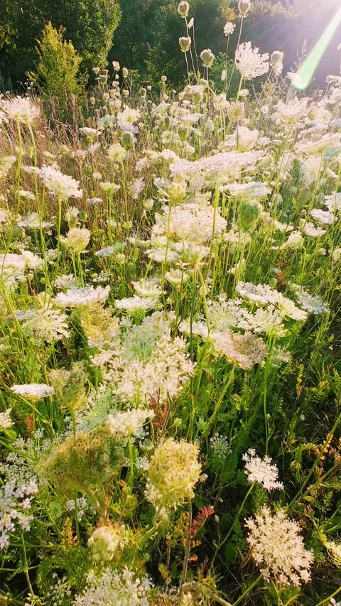 White wildflower field at sunset with blooming Queen Anne's lace flowers. Stock-Footage 343679548