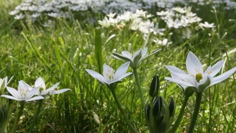 White wildflower Stock Footage 11019788