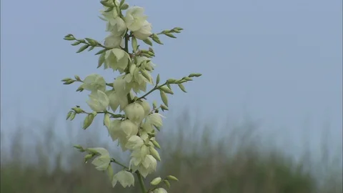 White wildflower 스톡 동영상 87763359