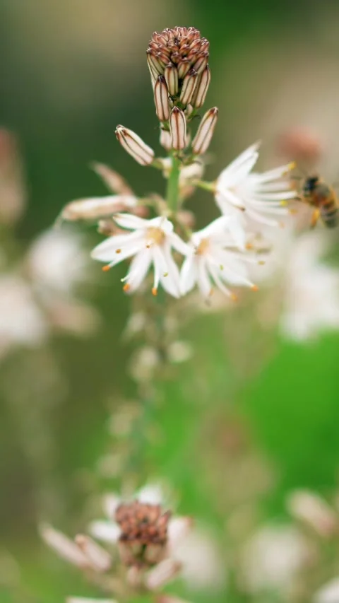 White Wildflower Macro With Soft Focus and Shallow Depth of Field Stock Footage 300263949