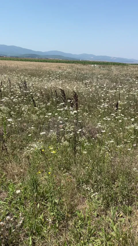 White Wildflower Meadow with Distant Mountain Ridges Under a Clear Blue Sky Video stock 201772756
