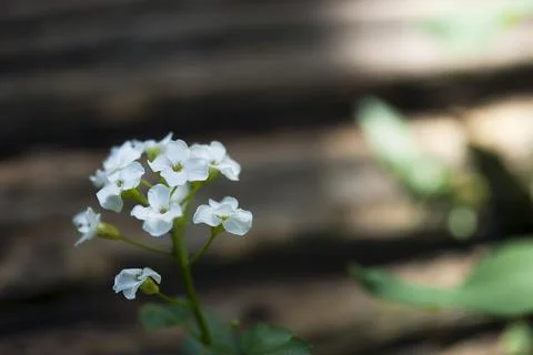White Wildflower Stock Photos