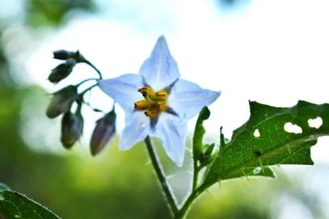 White wildflower 스톡 사진