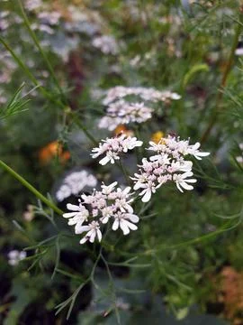 White wildflower Stock Photos