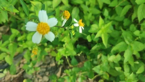 White Wildflower Swaying in Wind 库存影片 329314224