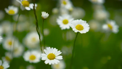 White wildflowers are developing wind in the garden Stock Footage 132555292