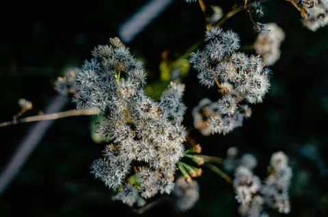 White Wildflowers Beside Rugged Tree Bark in Natural Setting Stock Photos