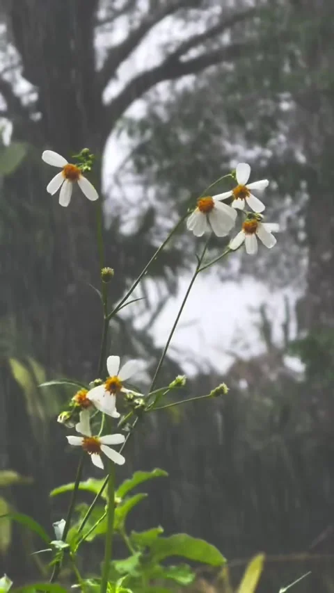 White Wildflowers Blooming in the Rain Stock Footage 340869053