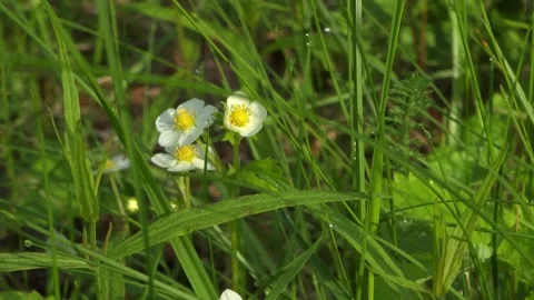 White Wildflowers With Dew Drops In Grass Stock Footage 328996571