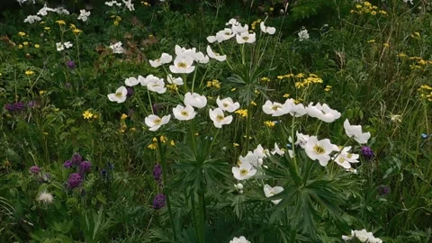 White wildflowers Vídeos de archivo 134333587