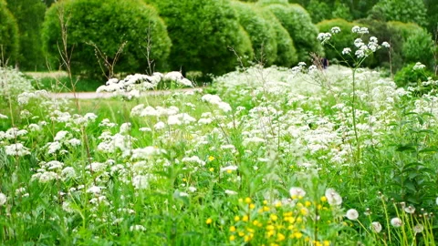 White wildflowers Stock Footage 155591065