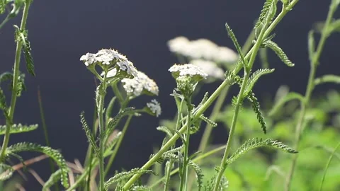 White wildflowers Video stock 280354655