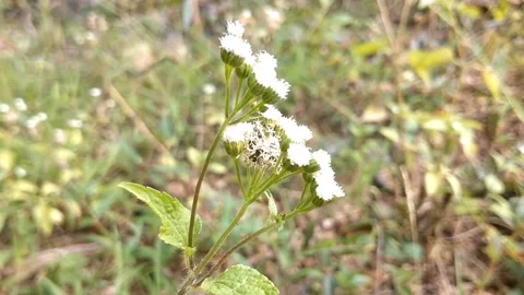 White Wildflowers in a Meadow Stock Footage 331176718
