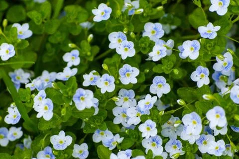 White wildflowers Stock Photos