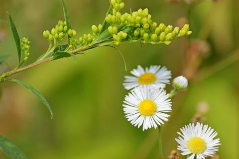 White wildflowers Stock Photos