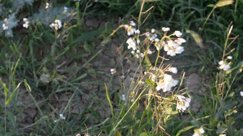 White wildflowers in the rays of the sunset. soft ash focus. Stockbeeldmateriaal 149840525