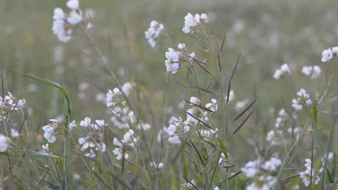 White wildflowers in the rays of the sunset. soft ash focus. Vidéo 149840618