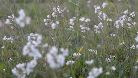 White wildflowers in the rays of the sunset. soft ash focus. Stockbeeldmateriaal 149840619