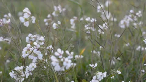 White wildflowers in the rays of the sunset. soft ash focus. Vidéo 149840625