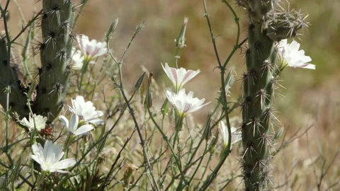 White wildflowers semi close-up between stems of a staghorn cholla cactus Stock Footage 214288176