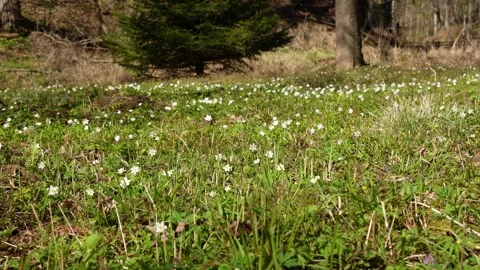 White wildflowers in spring meadow Stock Footage 333064677