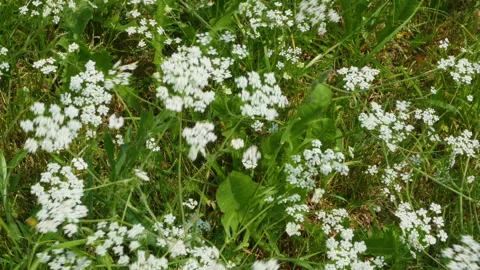 White wildflowers in a strong wind Stock-Footage 155585008