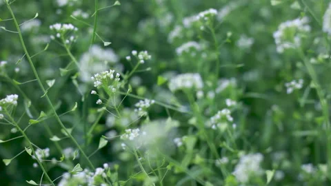 White wildflowers swaying in the wind. Stock Footage 154474445