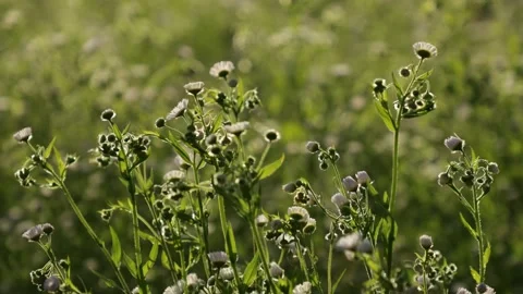 White Wildflowers Swaying In The Wind Stock Footage 200898537