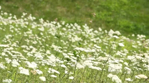 White Wildflowers in the wind Stock Footage 52758806