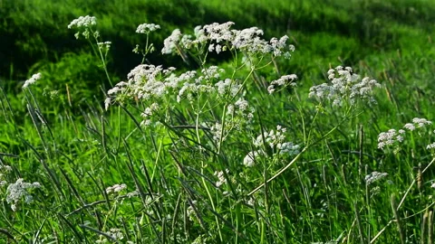 White wildflowers yarrow sway in the wind on the field Stock Footage 132995165