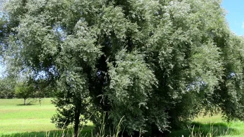 White willow with blue sky and strong wind in Germany in summer Stock Footage 158389752
