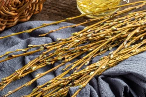 White willow branches with buds Stock Photos